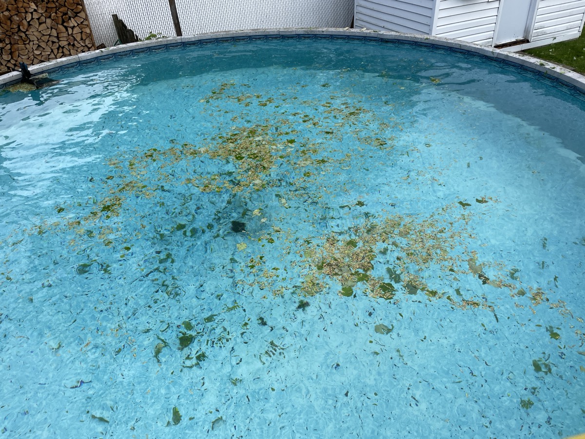 Piscine résidentielle avec débris à retirer