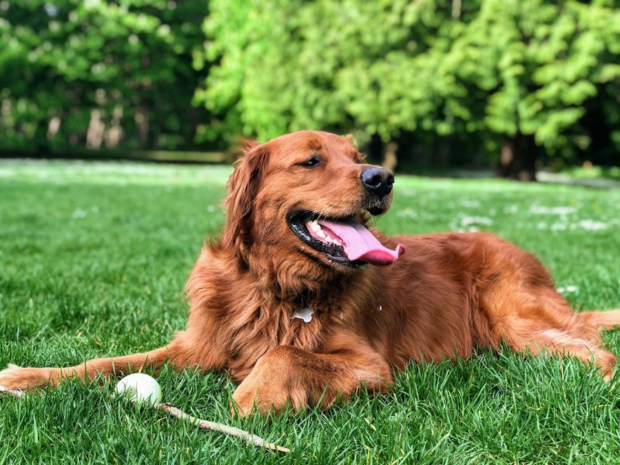 Golden retriever couché sur du gazon